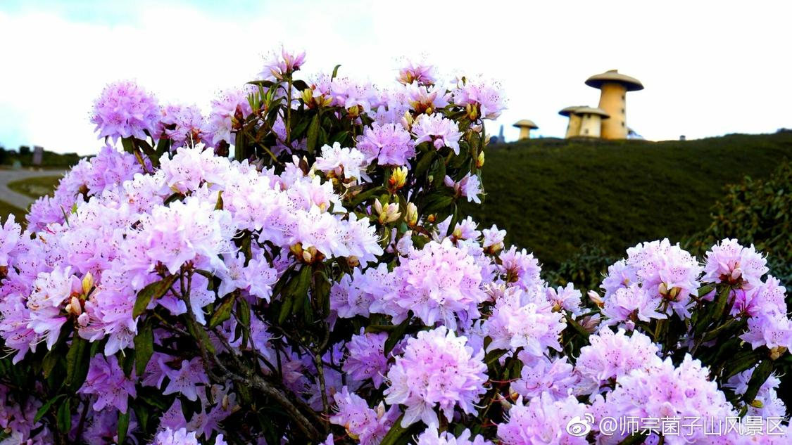 全网业务自助下单商城